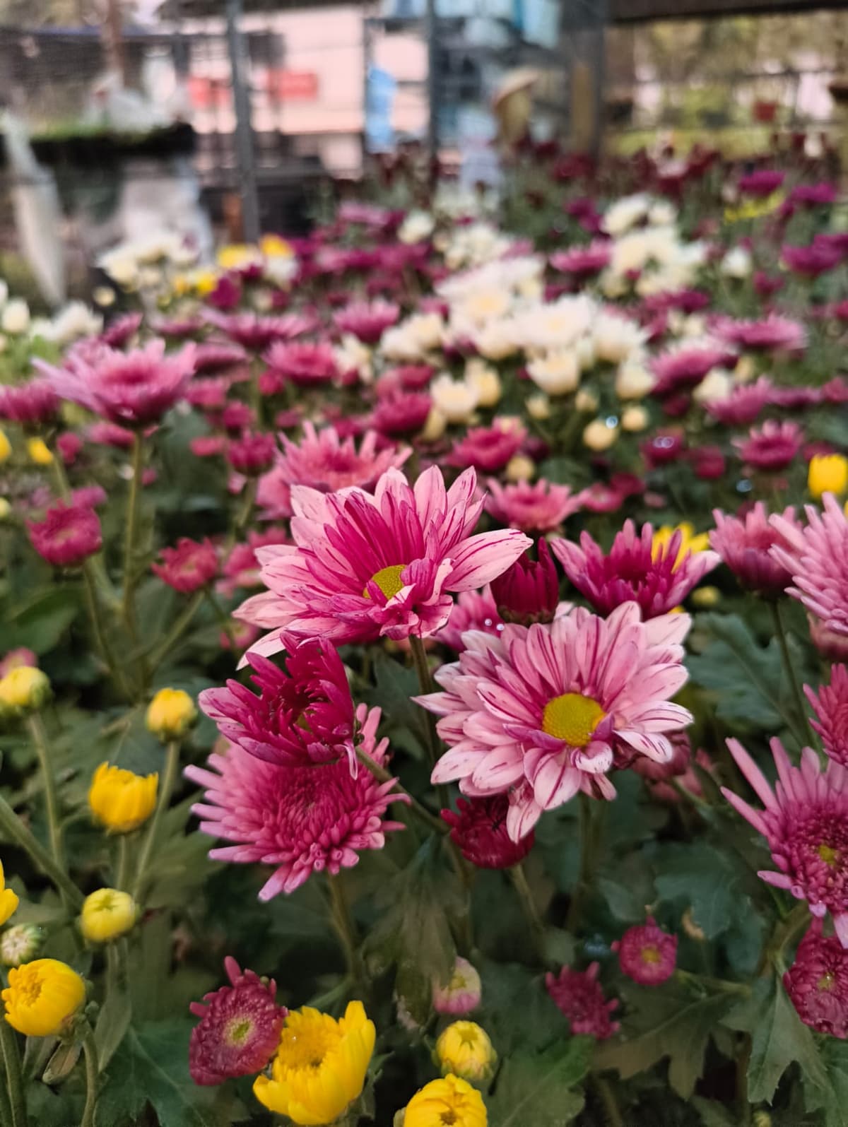 Flowering Plants