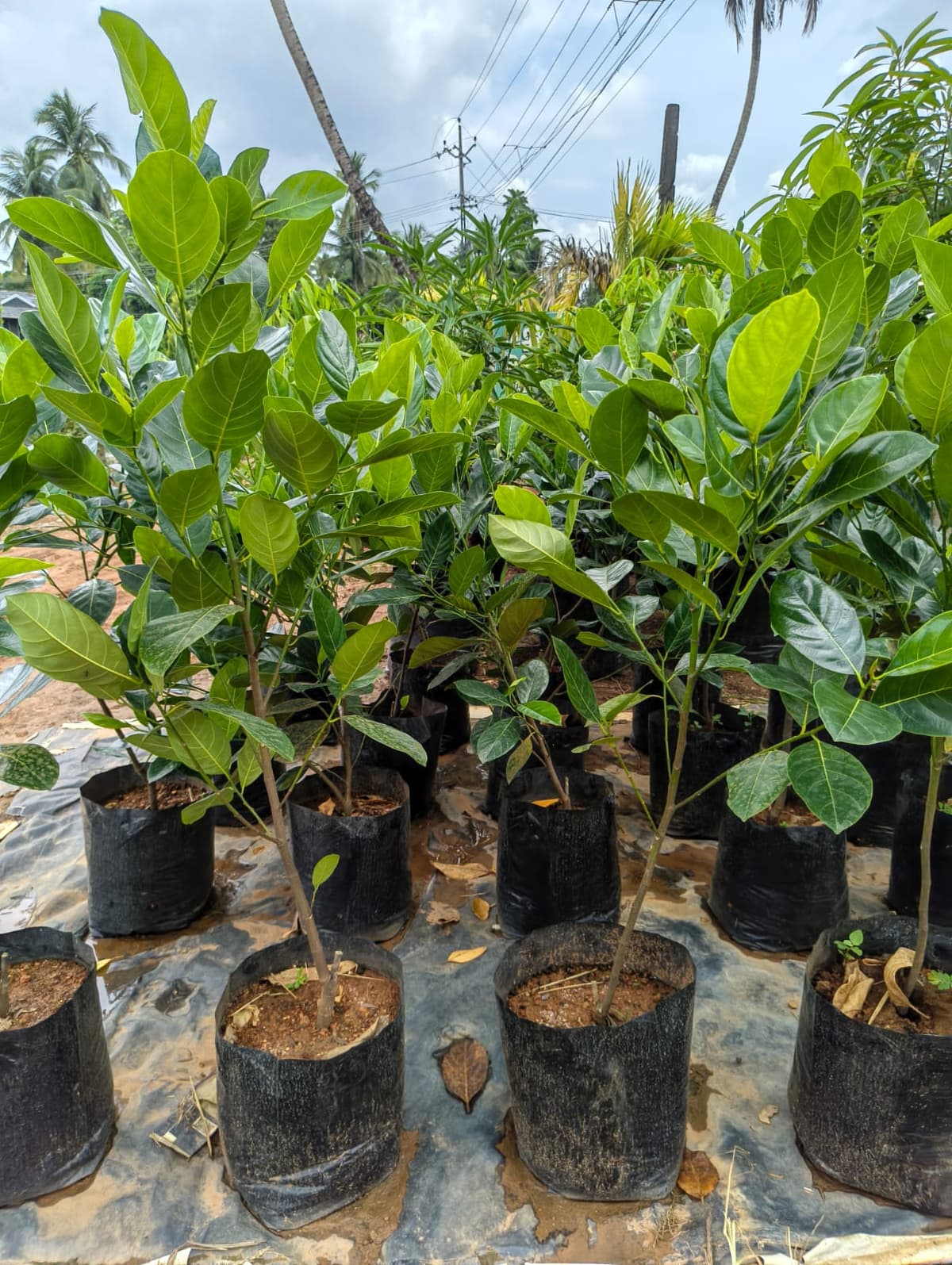 Fruit Plants
