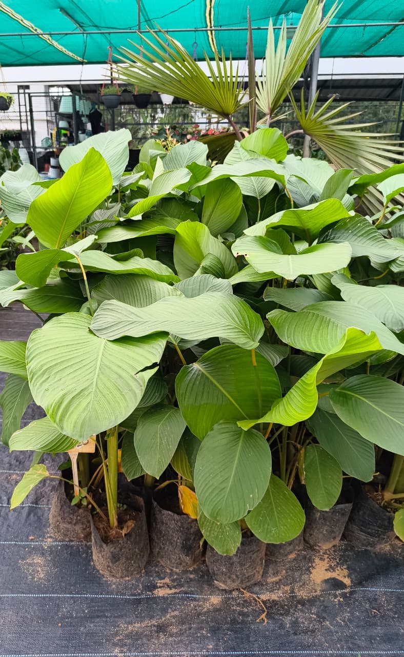 Vavanikunnel Nursery Gallery 2