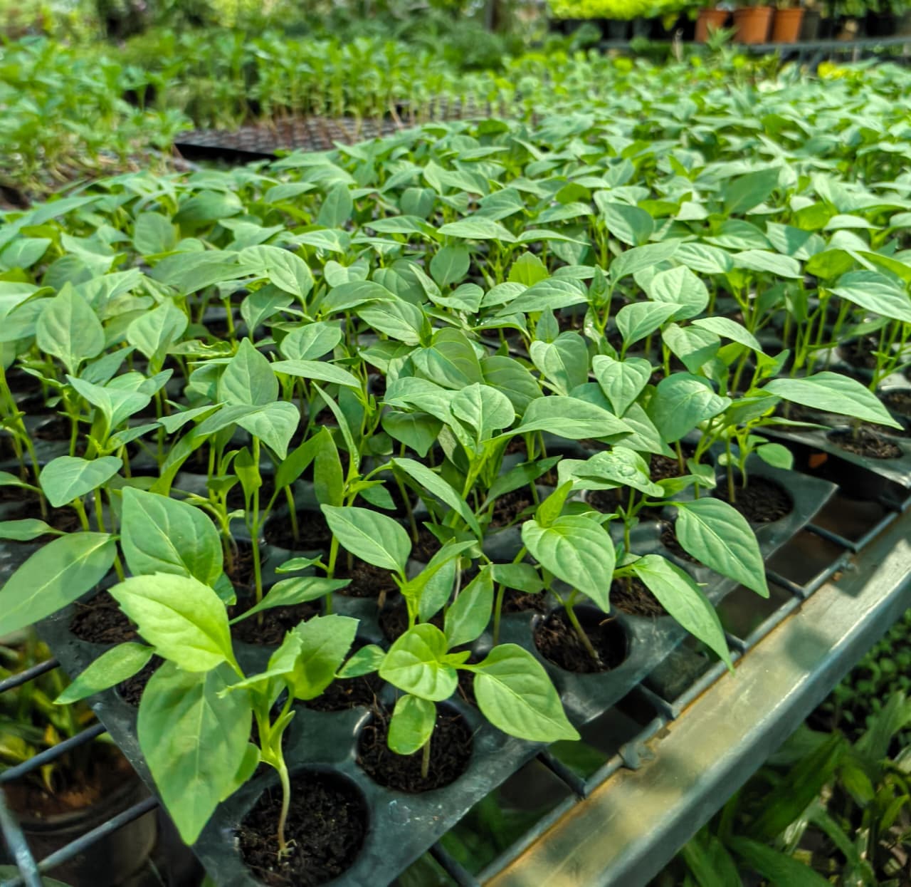 Vavanikunnel Nursery Gallery 3