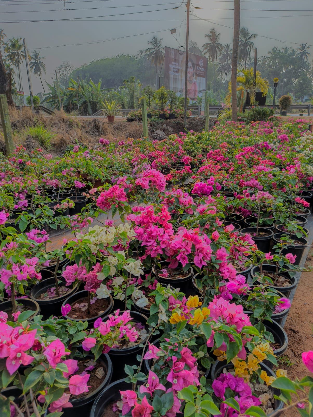 Vavanikunnel Nursery Gallery 5
