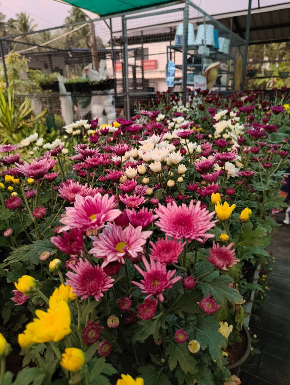 Vavanikunnel Nursery Gallery 6