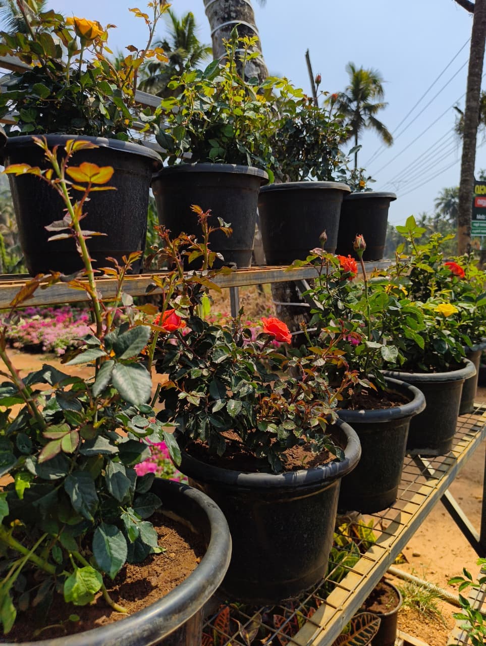 Vavanikunnel Nursery Gallery 7
